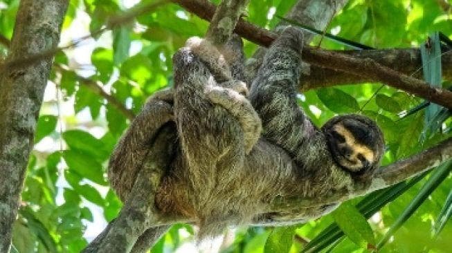 Kungkang hanya turun dari pohon untuk buang air besar. (Freepik via Suara)
