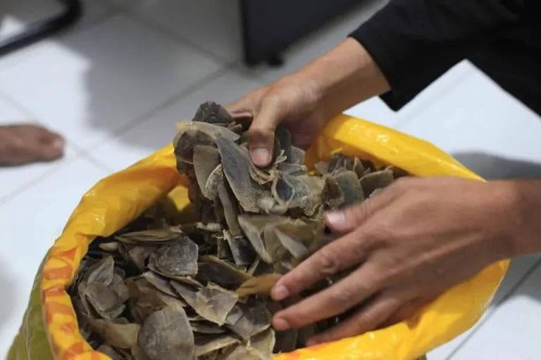 Penelitian dari Forensik Ikan dan Margasatwa Nasional Amerika Serikat mengungkapkan sisik trenggiling nggak mengandung&nbsp;analgesik tramadol. (Gardaanimalia)