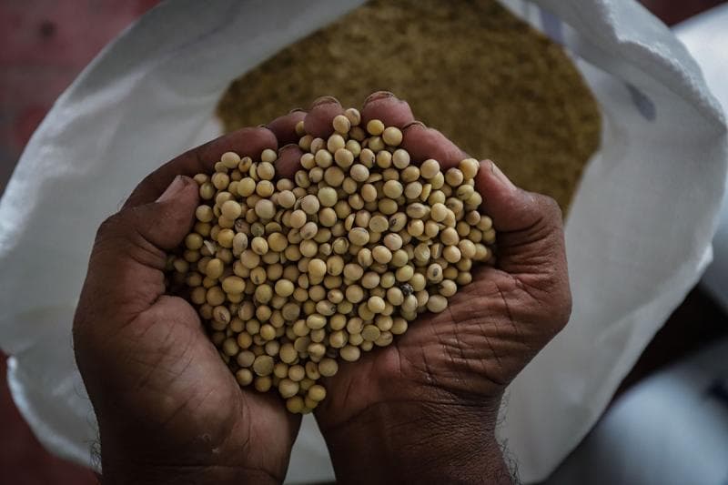 Pemerintah bekerja sama dengan Perum Bulog akan menyerap hasil panen dari petani kedelai lokal. (Lontar/Dumaz Artadi)