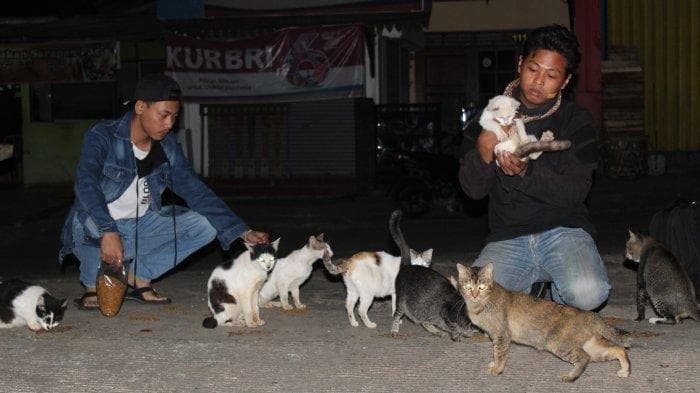 Menemukan Kebahagiaan dengan Memberi Makan Kucing Jalanan