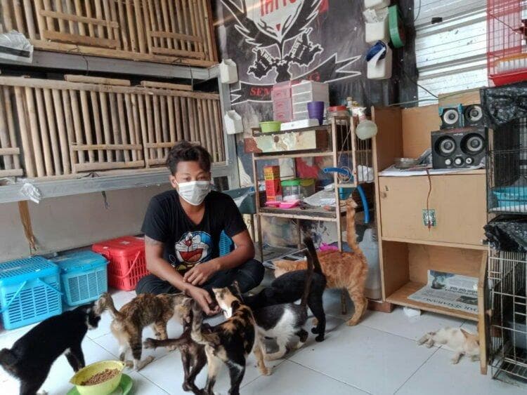 Tempat penampungan kucing liar milik Martono. (Mojok/Anin Kartika)