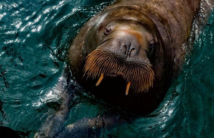 Pemerintah melarang masyarakat untuk nggak terlalu dekat saat berfoto dengan Freya. (Norwey.postsen)