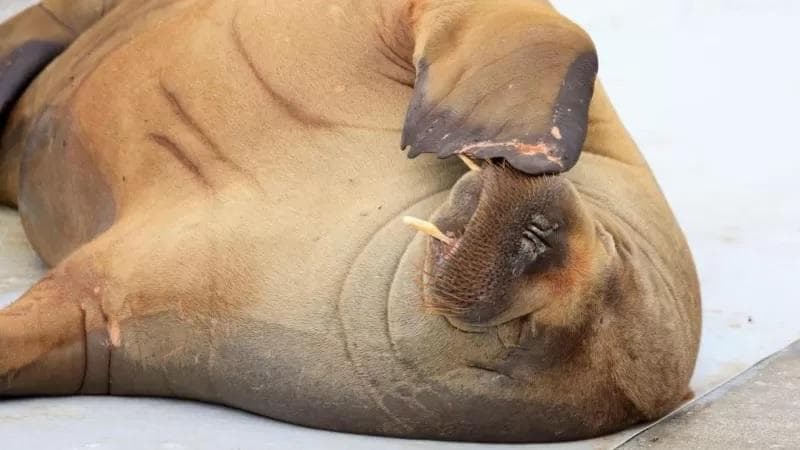 Pemerintah setempat membuat keputusan yang menjadi perdebatan bagi para pencinta fauna, yaitu menyuntik mati Freya. (BBC/Getty Images)