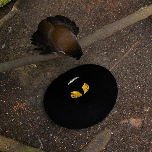 Burung parotia betina sedang menonton parotia jantan menari tepat di bawahnya. (Silver Back Film/Tim Laman via National Geographic)