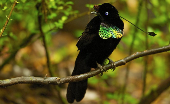 Penampakan parotia jantan. (via Jenis)