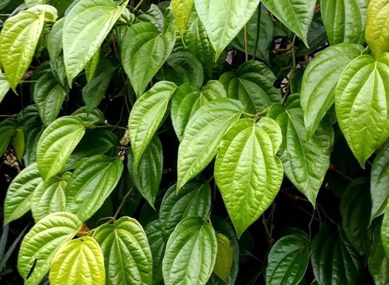 Daun sirih memiliki banyak nutrisi yang bisa membantu penyembuhan luka dan pemeliharaan kesehatan. (Instagram/Deliesia)&nbsp;