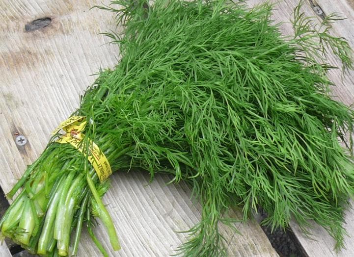 <i>Tanaman dill merupakan salah satu tanaman herbal yang dahulu digunakan sebagai buket. (Bibit Bunga)</i>