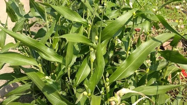 Penampakan tanaman jali. (Fairuz Fidzah via Liputan6)