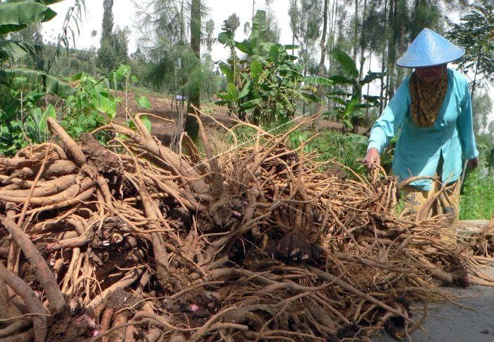 Akar tanaman klembak yang digunakan untuk campuran rokok klembak menyan. (Antara Foto)