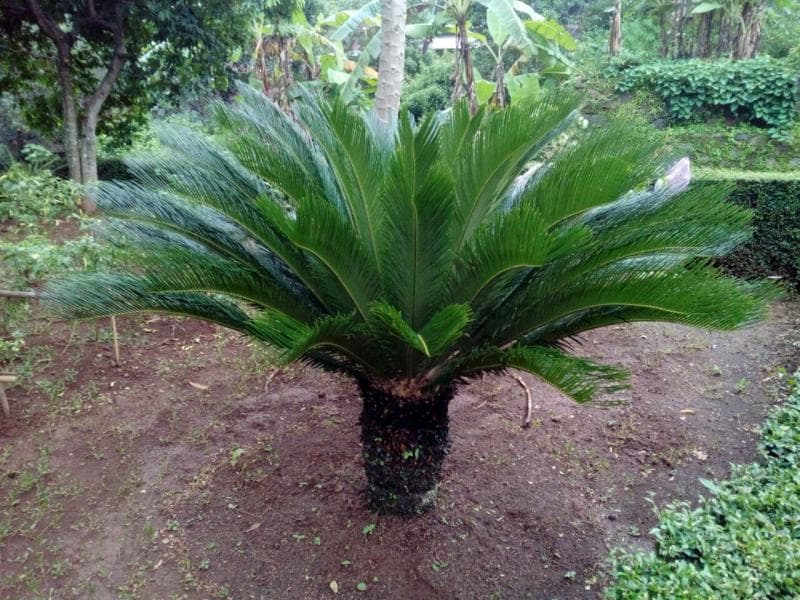 Pohon sikas bisa masuk hampir ke semua konsep hunian. (Sinoxnursery)