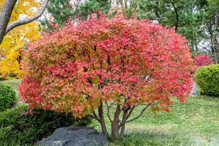 Maple jepang&nbsp;memiliki daun berwarna merah kecoklatan, serta tinggi yang bisa mencapai 10-45 meter. (Thespruce)