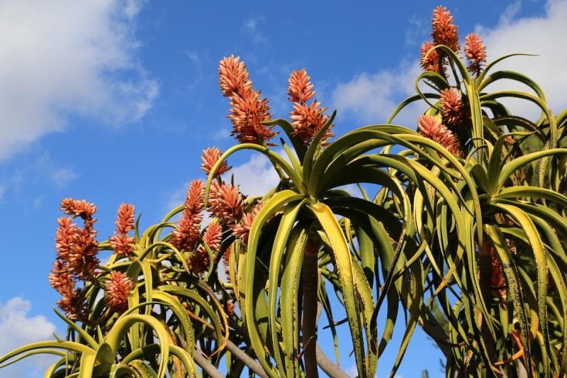 Aloe barbarea&nbsp;berasal dari Afrika Selatan dan bisa tumbuh hingga 18 meter. (Debraleebaldwin)