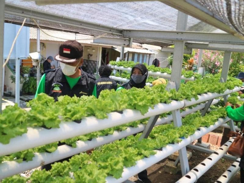 Taman Hidroponik di Kampung Gadis Cilacap. (Republika/Dok Kampung KB Gadis Kelurahan Tegalreja).
