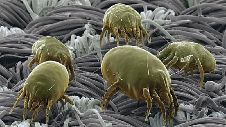 Penampakan tungau. (ideegreen via Cantika)