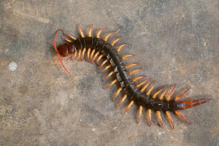 Mengapa Kelabang di Rumah Sebaiknya Nggak Dibunuh?