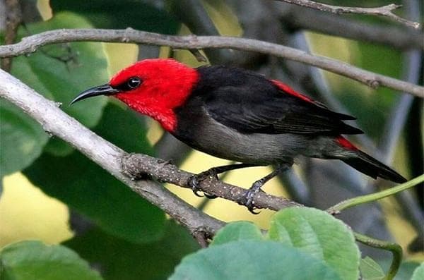 Myzomela rote, merupakan famili&nbsp;<i>Meliphagidae </i>yang merupakan spesies baru burung pemakan nektar. (LIPI)