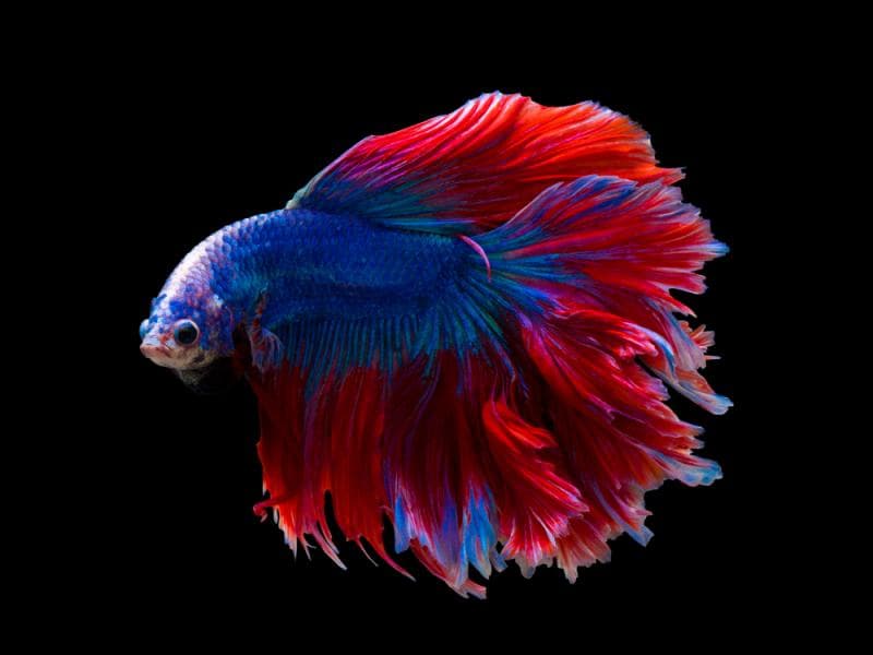 Ikan cupang rawan terkena penyakit. (Shutterstock via GNFI)