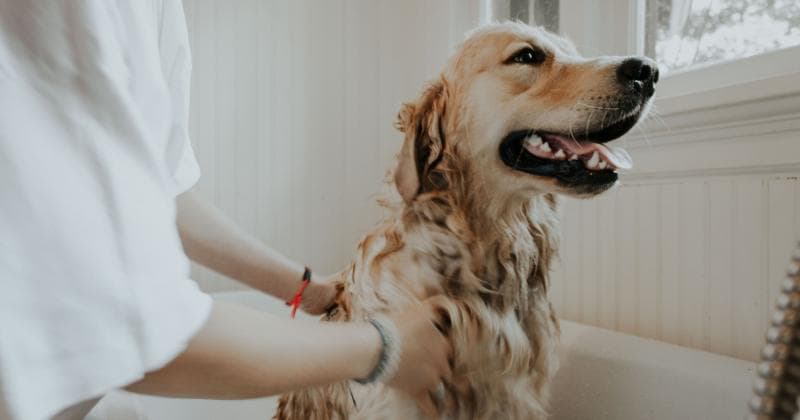 Ilustrasi: Bagi para lansia hewan peliharaan bisa mencegah demensia, penyakit kardiovaskular, dan depresi atau kecemasan. (Unsplash)