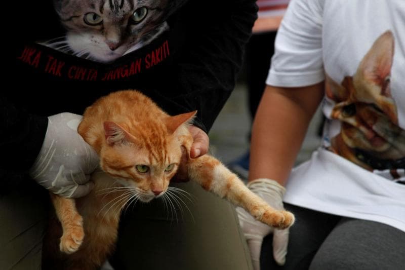 Jika Sudah Bikin Resah, Begini Cara Mengatasi Kucing Liar