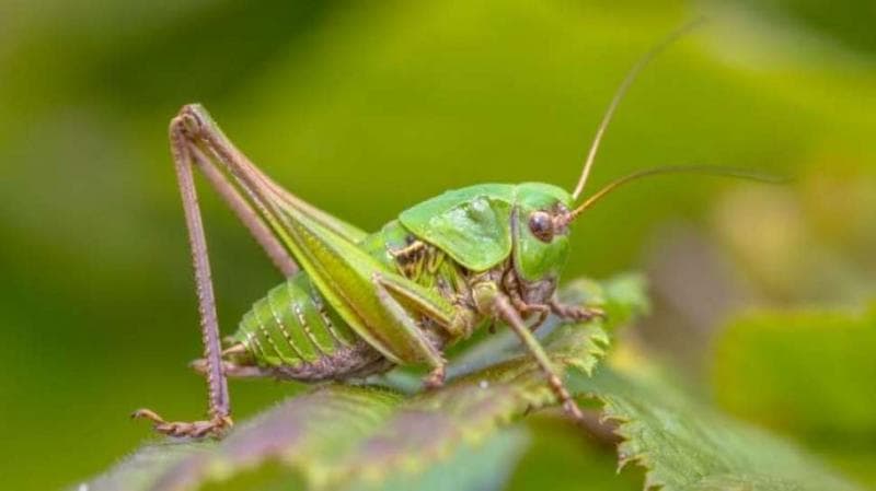 Suara jangkrik pun terasa sangat mengganggu. (Shutterstock via Suara)