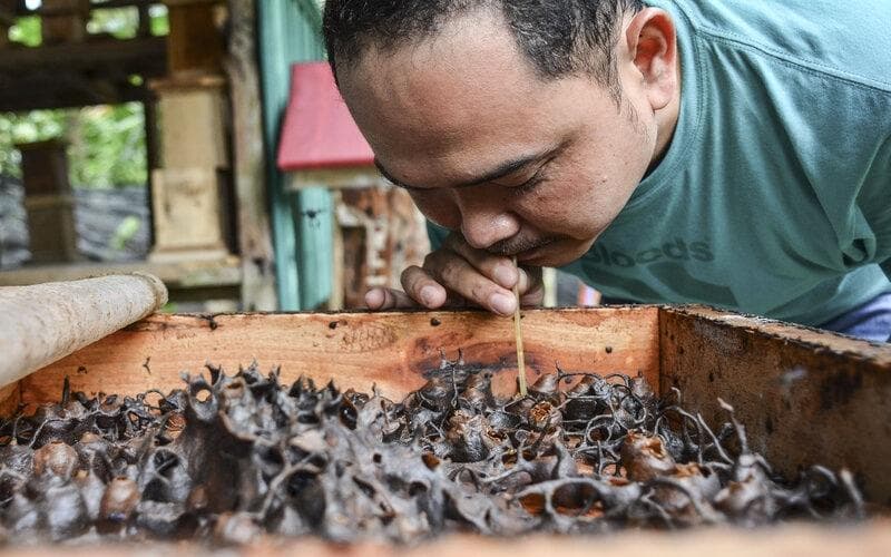 Madu dari lebah klanceng dipercaya menjadi obat beberapa penyakit. (Antara/Adeng Bustomi)