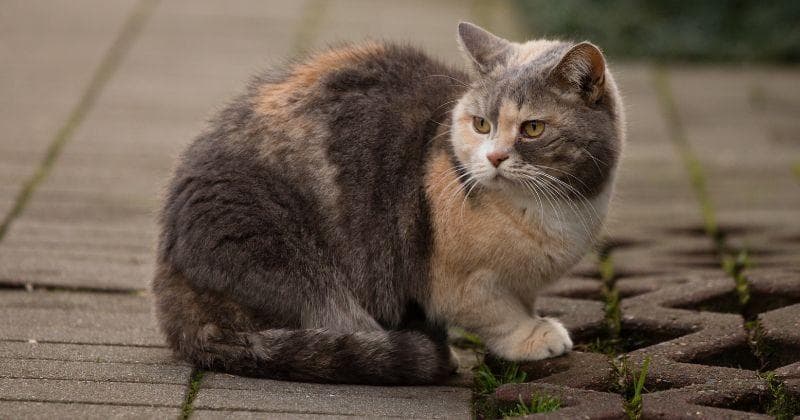 Tanda Kucing Sedang Hamil, Siap-Siap Punya Anabul Baru!