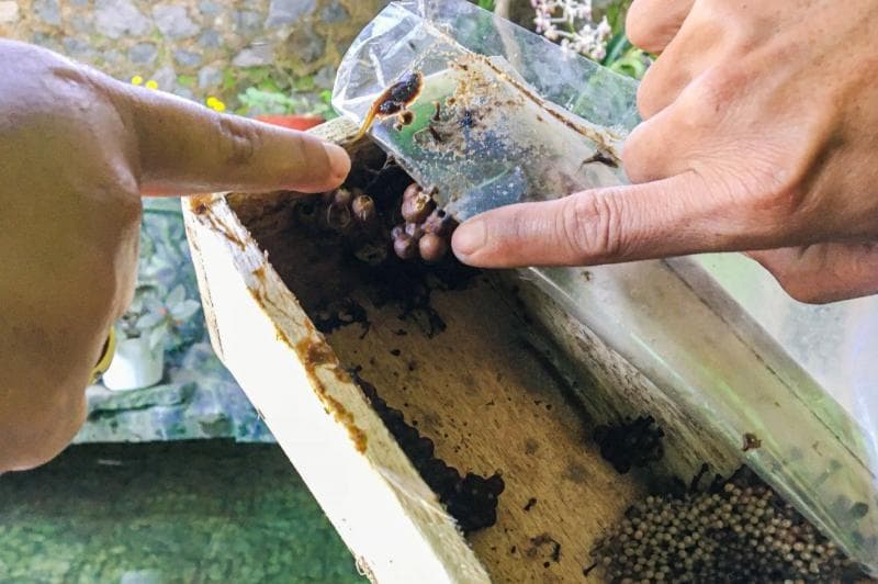 Syarat budidaya lebah klanceng adalah adanya&nbsp;keberadaan tanaman yang cukup untuk mendukung produksi madu.  (Jagadtani)