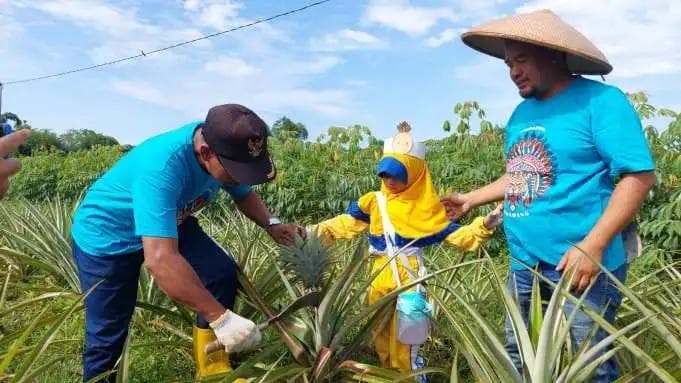 Nggak hanya memetik buah nanas, di sana kamu bisa melihat cara menanam dan mengolah nanas menjadi olahan makanan dan minuman. (Suarabaru/Ali Bustomi)