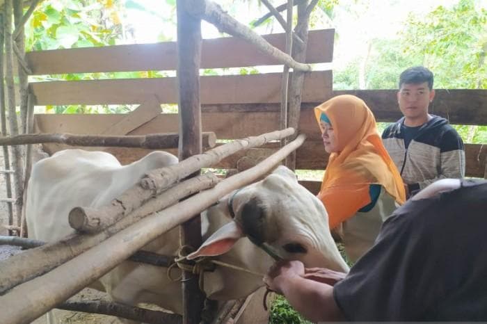 Penyakit LSD semakin meluas di Jepara. (Antara foto via Medcom)