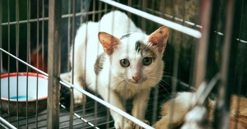 Ilustrasi: Kandang kucing harus selalu bersih agar terhindar dari virus yang akan menyerangnya. (Pixabay)