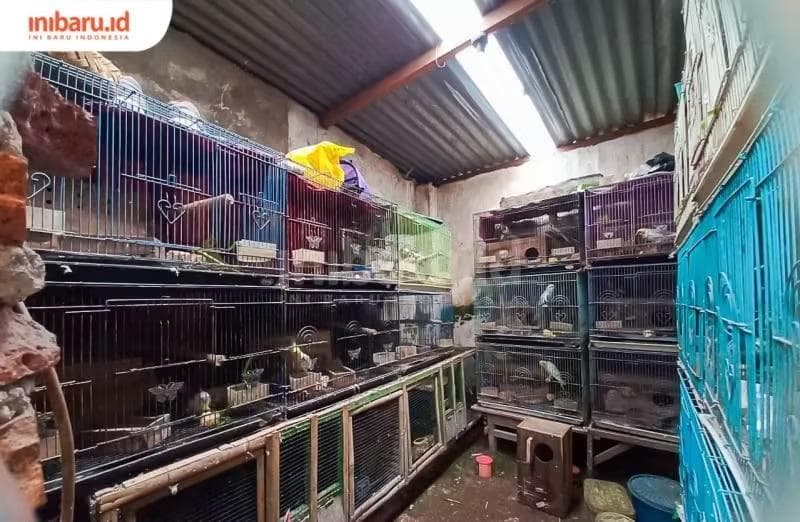 Anakan falk cukup sensitif pada hawa dingin sehingga perlu perlu diberi kehangatan khusus dengan mendekatkan lampu atau menyelubungi kandang dengan kain.&nbsp;(Inibaru.id/ Rizki Arganingsih)