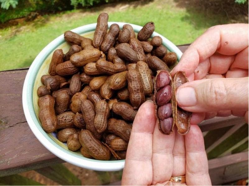 Batasan ngemil kacang dalam sehari adalah 30 gram. (Sajiansedap)