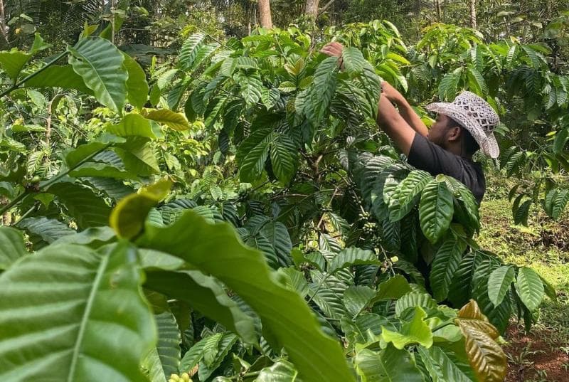 Despa Damar Sugara, salah satu pemuda yang mengembangkan kopi Robusta di Cilacap. (Instagram/Sugara Coffee)
