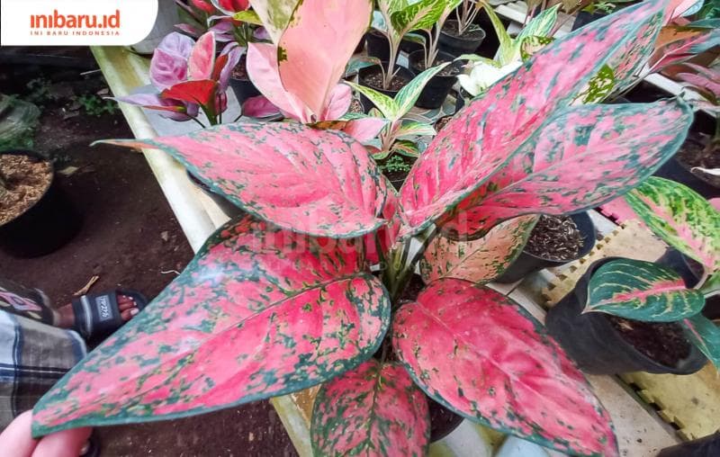 Empat Tips Merawat Tanaman Aglaonema Ala Kampoeng Flora