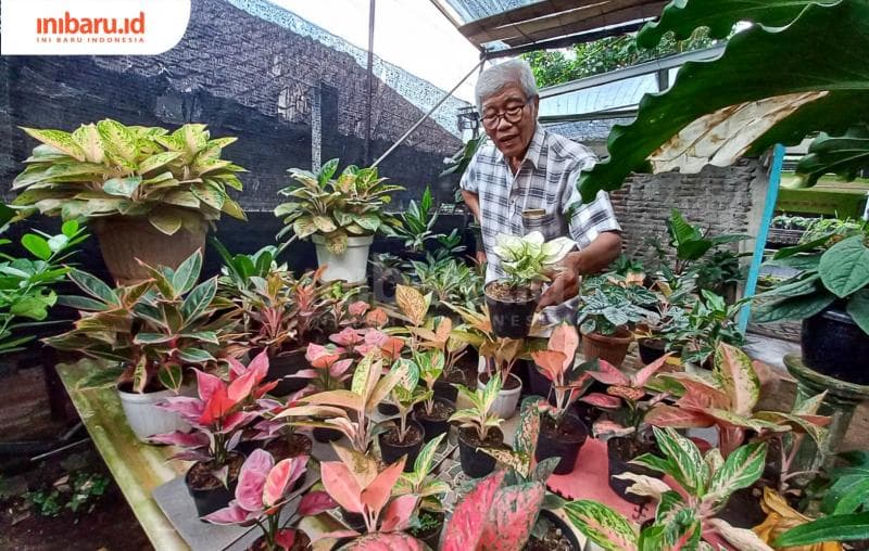 Tanaman agloanema boleh terpapar cahaya matahari secara langsung. (Inibaru.id/ Fitroh Nurikhsan)