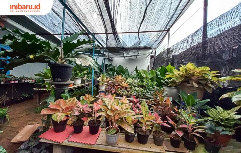 Salah satu kunci merawat agloanema yakni cekatan membasmi hama. (Inibaru.id/ Fitroh Nurikhsan)