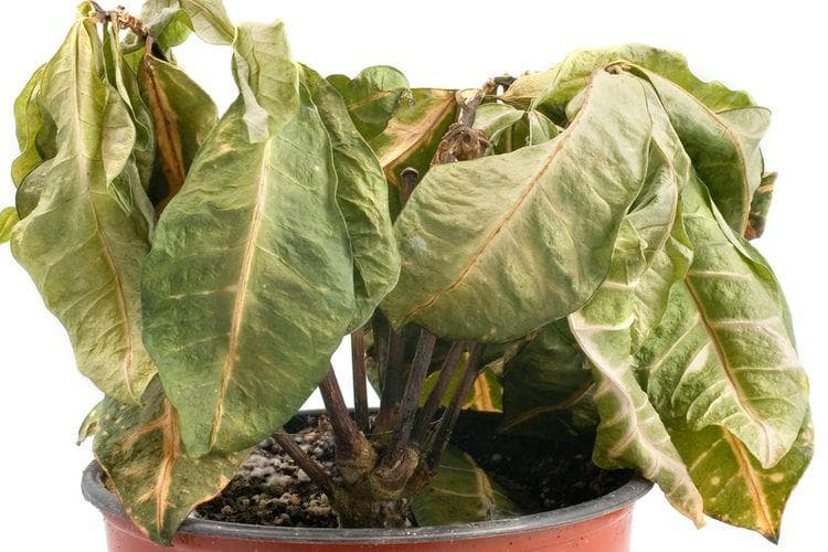 Tanaman Hias Layu dan Mati? Ini Penyebabnya