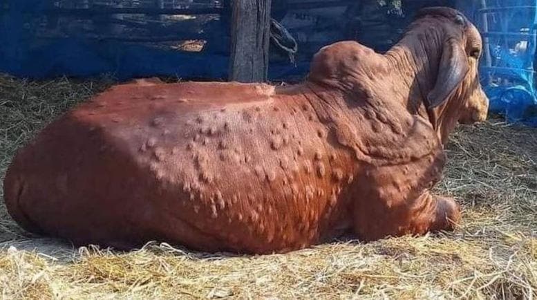 Saat ini PMK dan LSD di Sragen nol kasus. (Radarselatan)