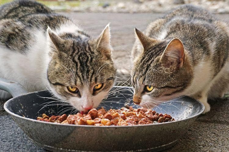 Porsi dan frekuensi kucing diberi makan. (Pixabay/Florian Bollman)