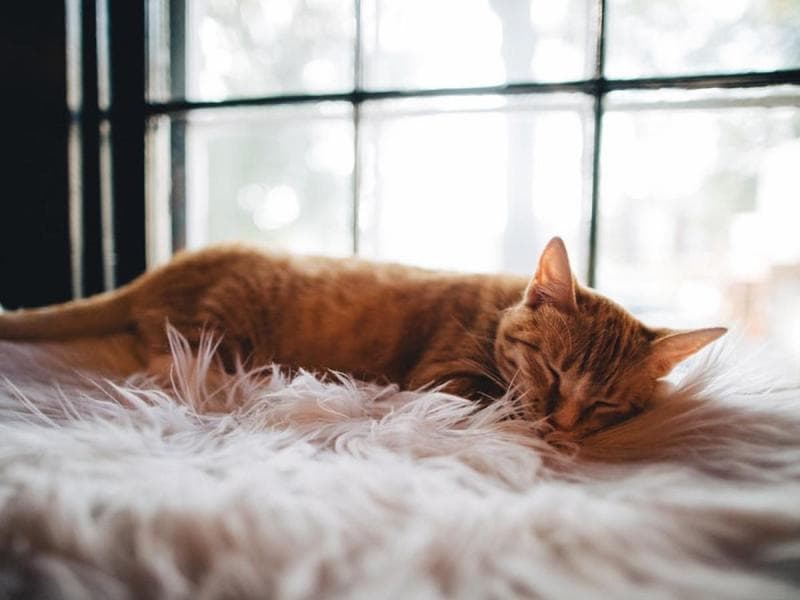 Ini Tanda Ajal Kucing Kesayanganmu Sudah Dekat