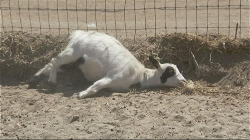 Kambing pingsan di Tenneessee, Amerika Serikat. (Abcnews)