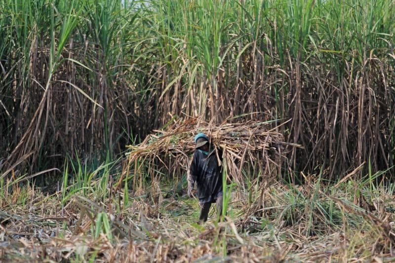 Indonesia akan menambah area lahan baru perkebunan tebu seluas 700 ribu hektare. (Antara)