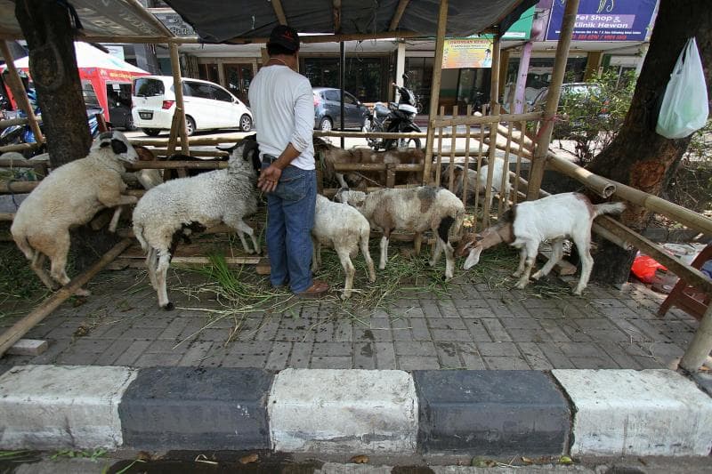 Tips memilih hewan kurban untuk Iduladha. (Medcom/MI/Arya Manggala)