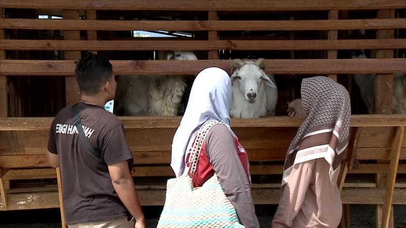 Pastikan hewan kurban dalam kondisi sehat. (Medcom)