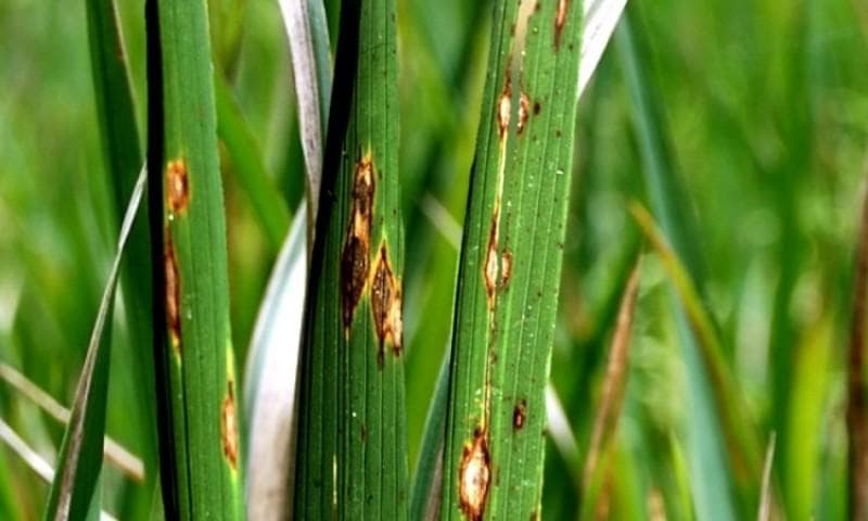 Hama blas masih kerap menyerang padi di sawah Cilacap. (via Lampost)