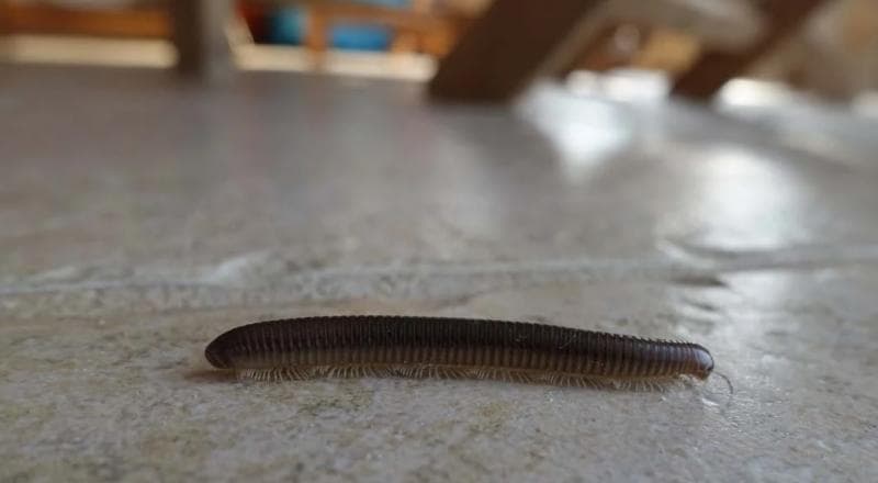 Lakukan Hal Ini Jika Kaki Seribu Masuk ke Dalam Rumah