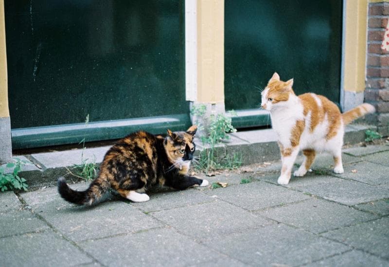 Kucing berkelahi biasanya diiringi dengan suara yang sangat mengganggu. (Unsplash.com/rosanne)