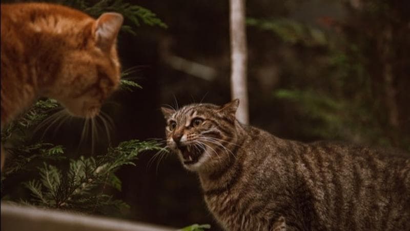 Saat musim kawin, banyak kucing berkelahi. (Tvonenews/Pexels)