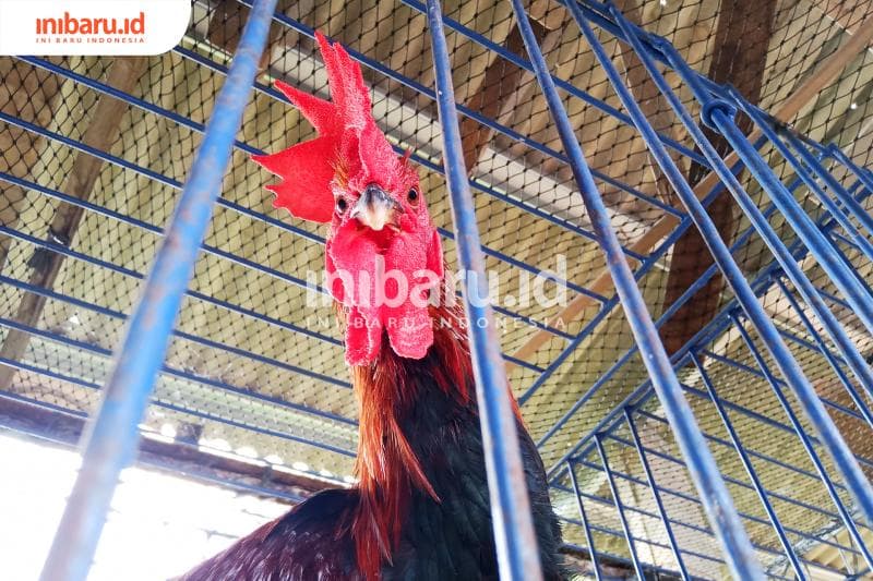 Ayam pelung. (Inibaru.id/ Zulfa Anisah)