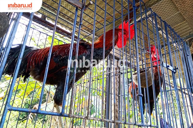 Peternakan ayam pelung. (Inibaru.id/ Zulfa Anisah)